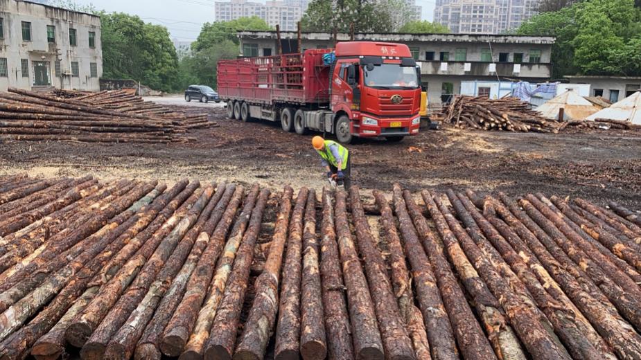 張崗水庫溢洪道閘基加固松木樁施工方案